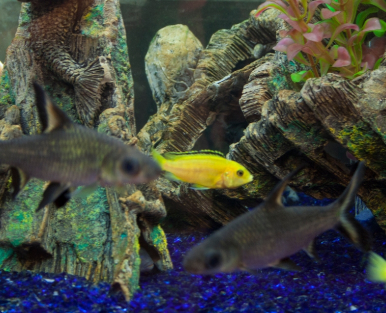 Maintain your Fish Aquarium with an Expert in Fish Care and Fish Tanks in Sarasota, Florida