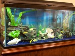 Saltwater or Fresh Water Fish Tank Designs and Installations for Custom Fish Tanks in Sarasota, Florida