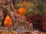 Expert in Fish Tanks and Tropical Fish can Design and Build the Perfect Fish Tank for you in Sarasota, FL