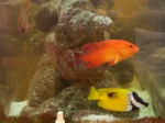 Clean Fish Tanks and Fish Tank Maintenance Services by an Expert in Fish Tanks for Sarasota, Florida