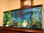 Fish Tank Maintenance Services by an Expert in Fish Aquariums for a Clean Fish Tank in Sarasota, FL